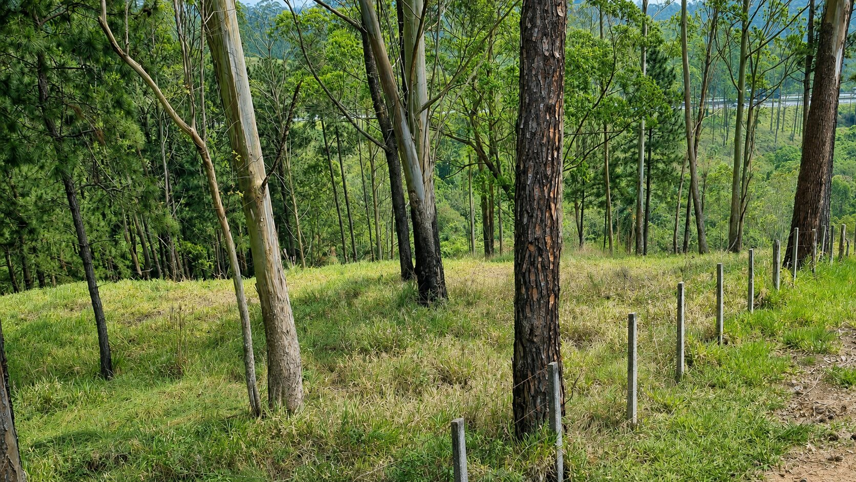 Área arborizada e cercamento